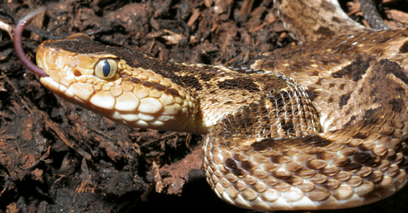 Bothrops Asper.png